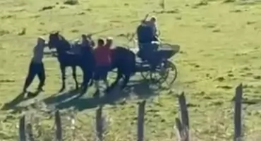Bił i kopał konie. Zwierzęta zostały odebrane właścicielowi. Policja wszczęła śledztwo [ZDJĘCIA, WIDEO]