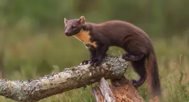 Wścieklizna w Przemyślu. Kuna zaatakowała człowieka