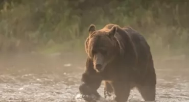 Niedźwiedź widziany w Koniaczowie. Władze gminy zaapelowały do mieszkańców o zachowanie szczególnej ostrożności